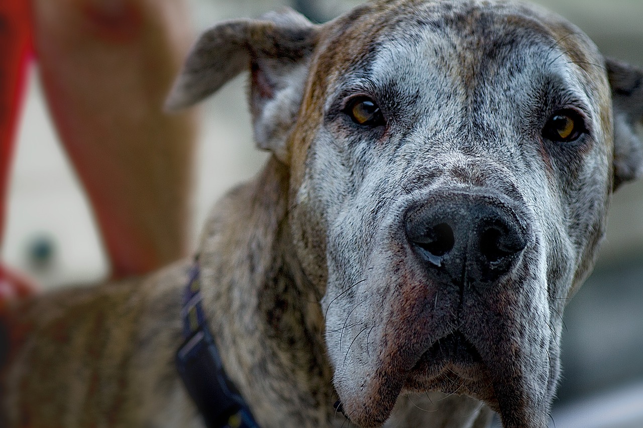 ¿Qué hago si me entero de un caso de maltrato o crueldad contra un animal?